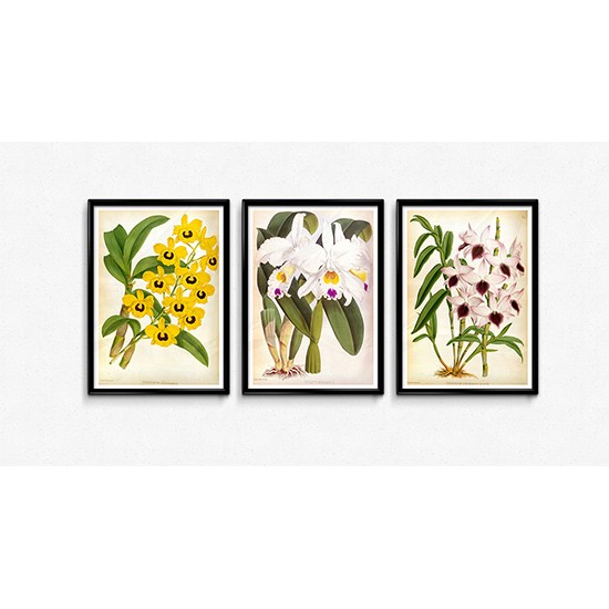 A Fabulous Selection Of Sets Of 3 Vintage Orchid Flower Prints 